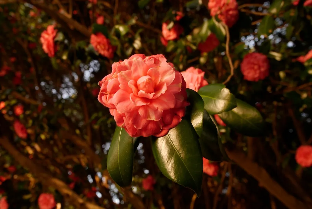 동백섬엔 동백꽃이지